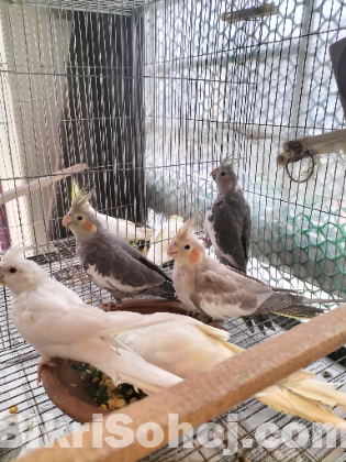 Cockatiel for sell